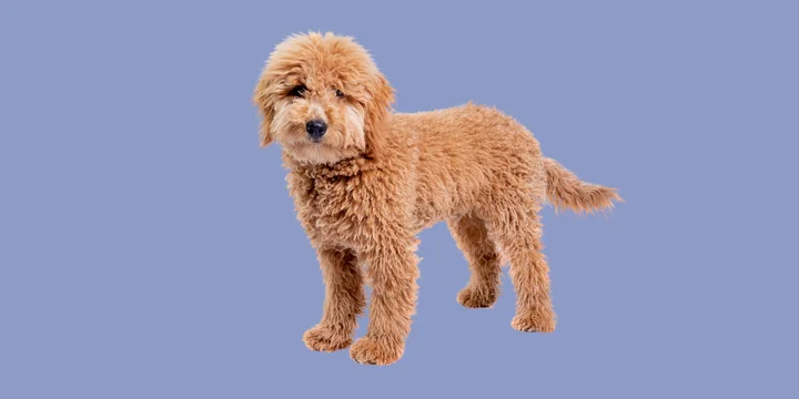 labradoodle-hondenras-verzorging-gezin-sociaal-leven-fysieke-kenmerken-dieet-informatie