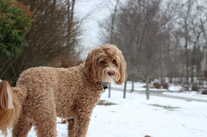 labradoodle-ras