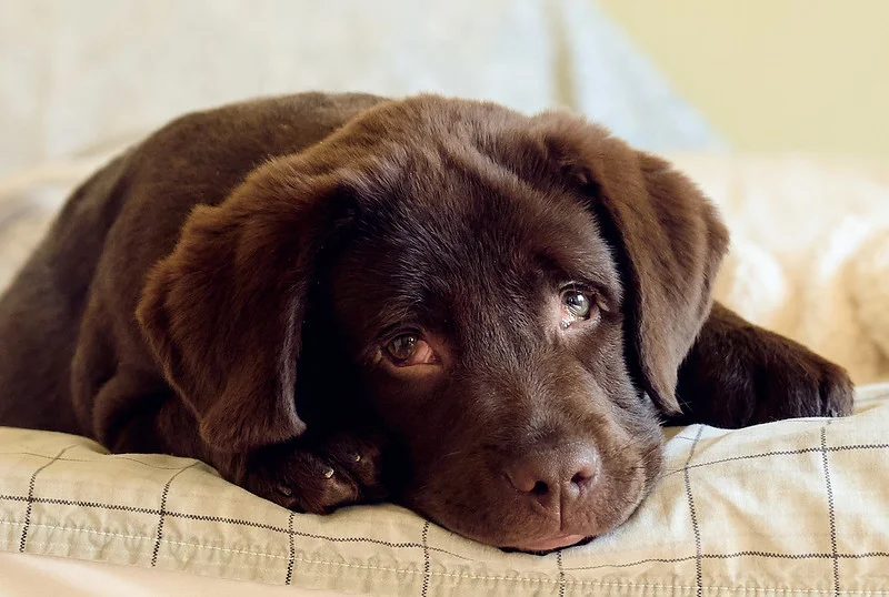 labrador-retriever-hond