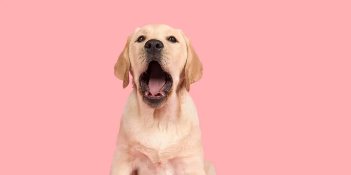 labrador-retriever-hondenras-verzorging-gezin-sociaal-leven-fysieke-kenmerken-dieet-informatie