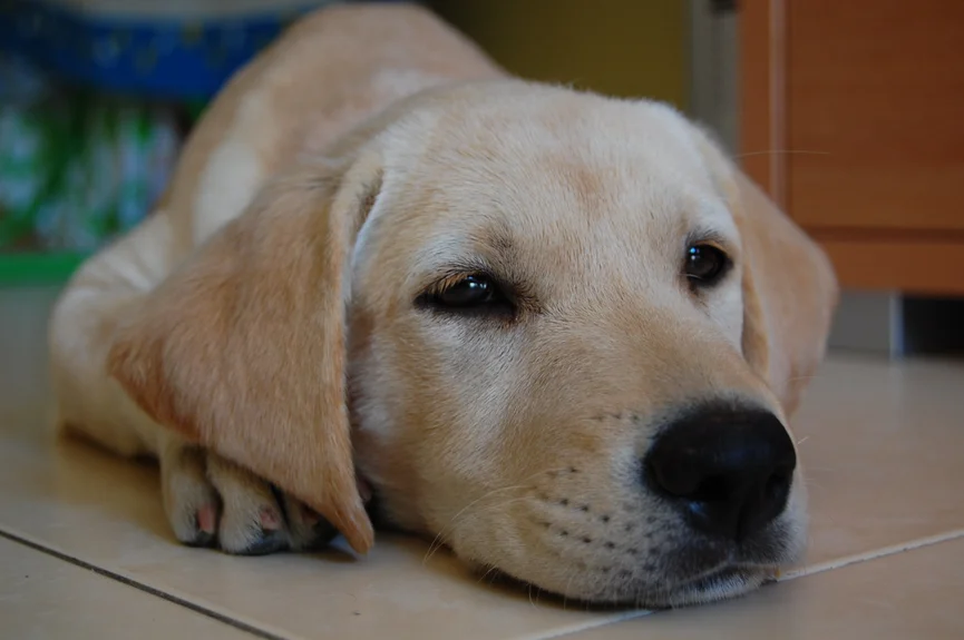 labrador-retriever-ras