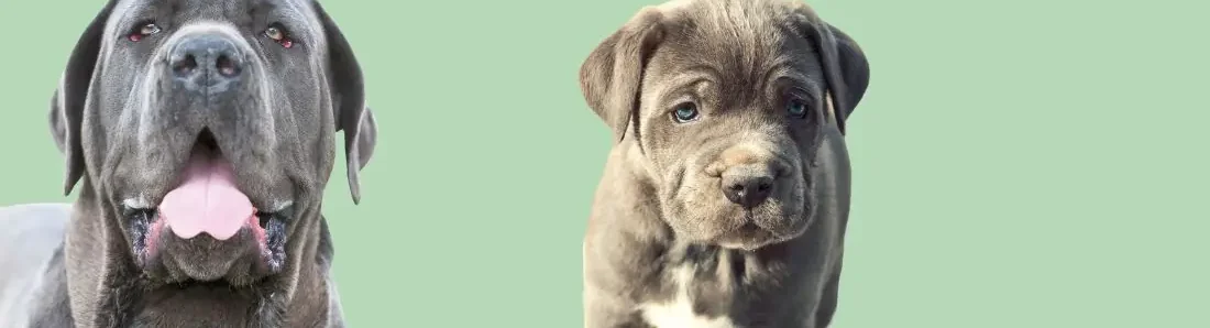 napolitaanse-mastiff-hondenras-verzorging-gezin-sociaal-leven-fysieke-kenmerken-dieet-informatie