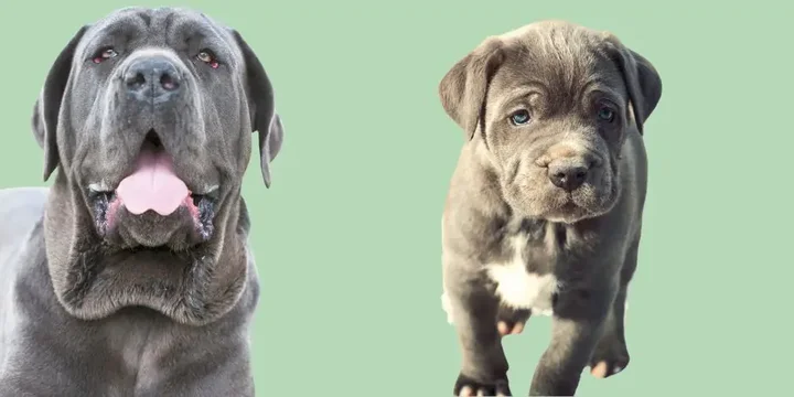 napolitaanse-mastiff-hondenras-verzorging-gezin-sociaal-leven-fysieke-kenmerken-dieet-informatie