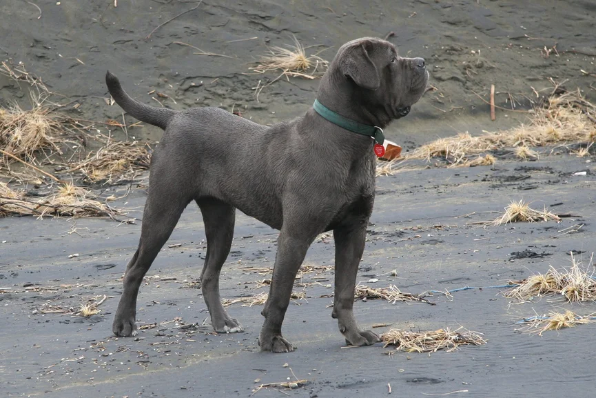 napolitaanse-mastiff-ras