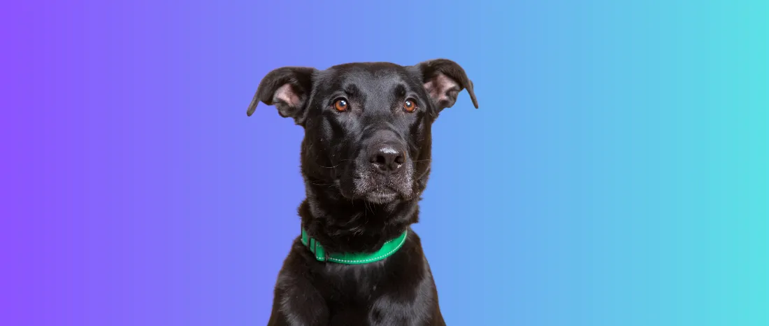 patterdale-terriër-hondenras-verzorging-gezin-sociaal-leven-fysieke-kenmerken-dieet-informatie