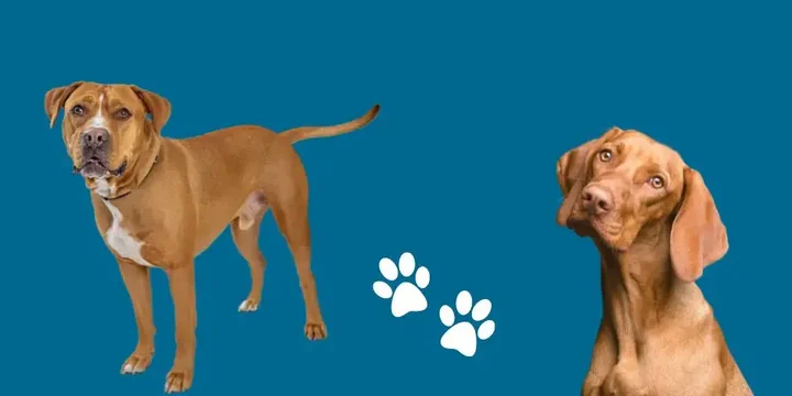 populaire-bruine-hondenrassen-hondenras-verzorging-gezin-sociaal-leven-fysieke-kenmerken-dieet-informatie
