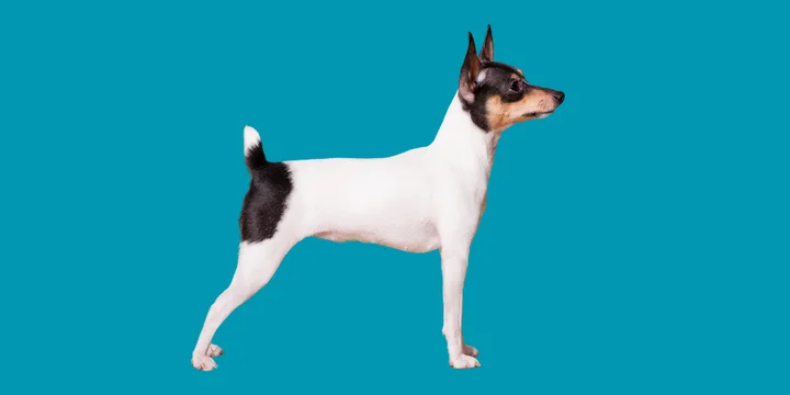 rat-terrier-hondenras-verzorging-gezin-sociaal-leven-fysieke-kenmerken-dieet-informatie