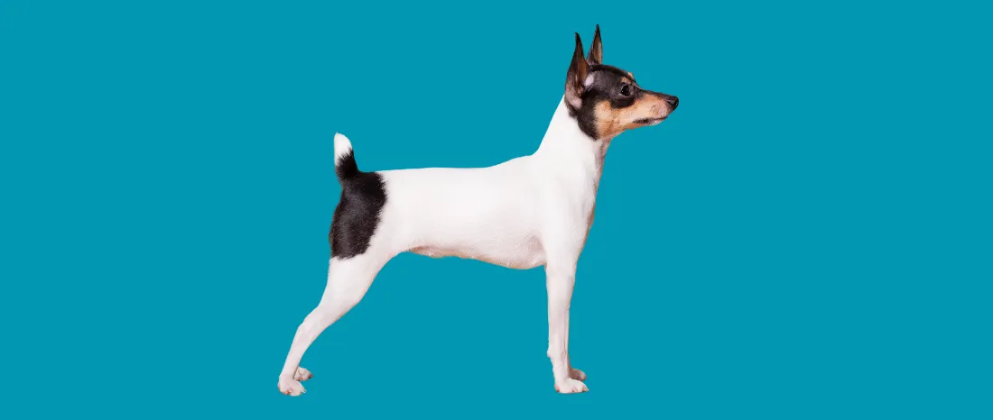 rat-terrier-hondenras-verzorging-gezin-sociaal-leven-fysieke-kenmerken-dieet-informatie