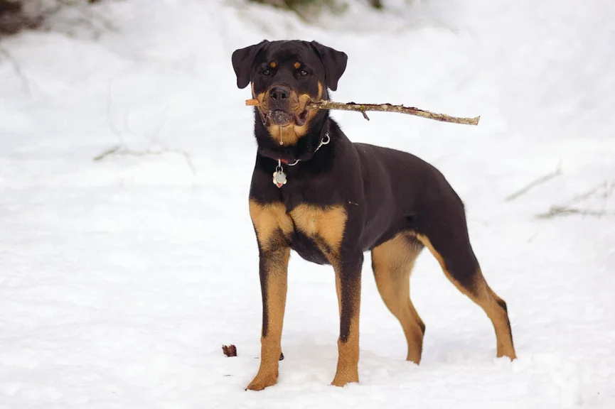 rottweiler-hond