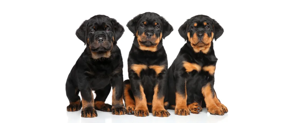 rottweiler-hondenras-verzorging-gezin-sociaal-leven-fysieke-kenmerken-dieet-informatie