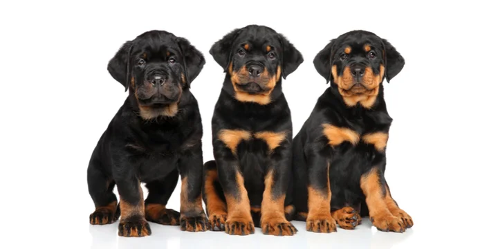 rottweiler-hondenras-verzorging-gezin-sociaal-leven-fysieke-kenmerken-dieet-informatie