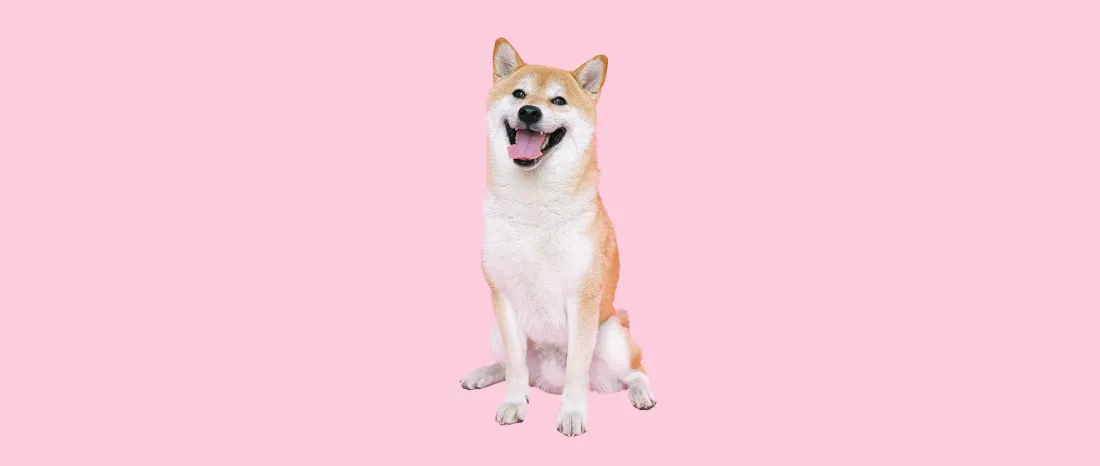 shiba-inu-hondenras-verzorging-gezin-sociaal-leven-fysieke-kenmerken-dieet-informatie