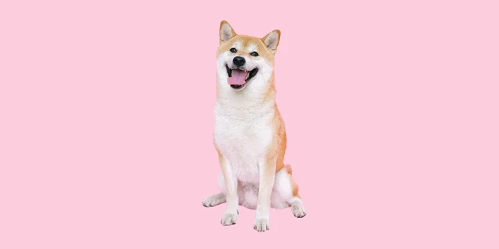 shiba-inu-hondenras-verzorging-gezin-sociaal-leven-fysieke-kenmerken-dieet-informatie