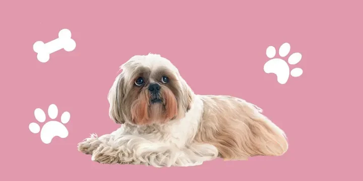 shih-tzu-hondenras-verzorging-gezin-sociaal-leven-fysieke-kenmerken-dieet-informatie