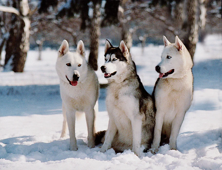 siberische-huskies