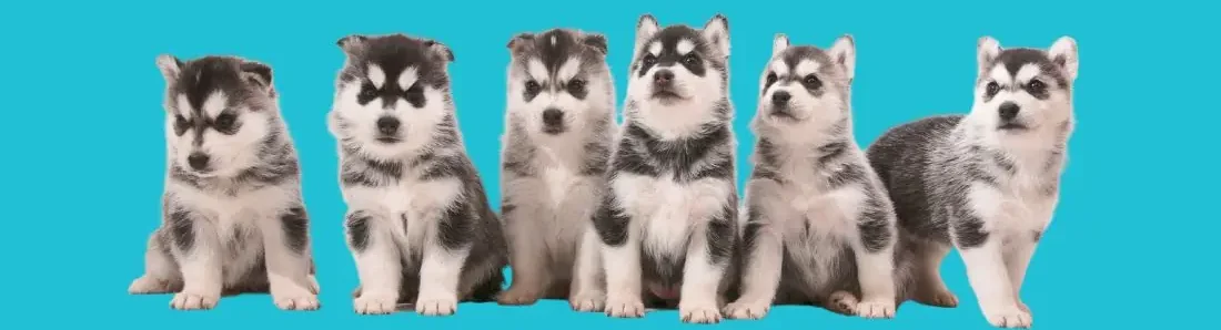 siberische-husky-hondenras-verzorging-gezin-sociaal-leven-fysieke-kenmerken-dieet-informatie