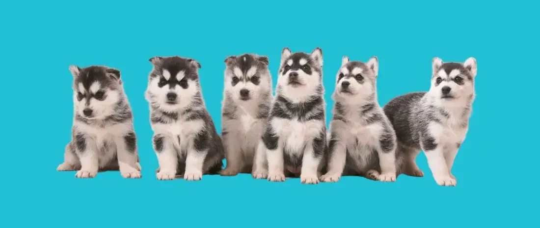 siberische-husky-hondenras-verzorging-gezin-sociaal-leven-fysieke-kenmerken-dieet-informatie