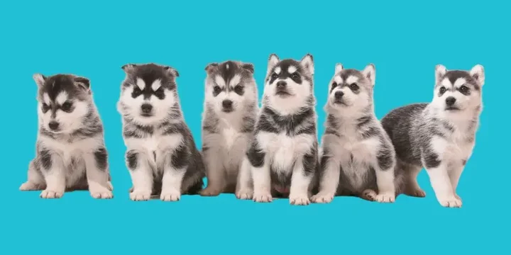 siberische-husky-hondenras-verzorging-gezin-sociaal-leven-fysieke-kenmerken-dieet-informatie