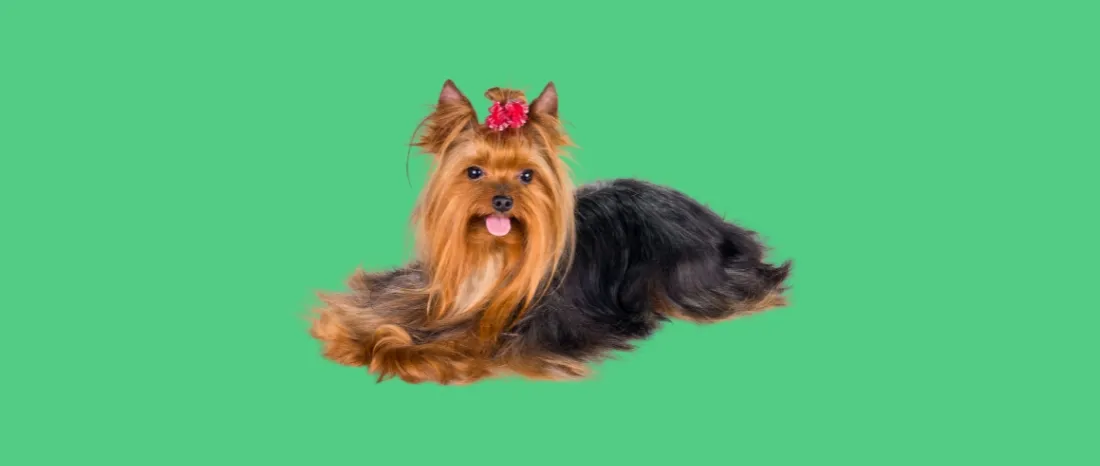 yorkshire-terrier-hondenras-verzorging-gezin-sociaal-leven-fysieke-kenmerken-dieet-informatie