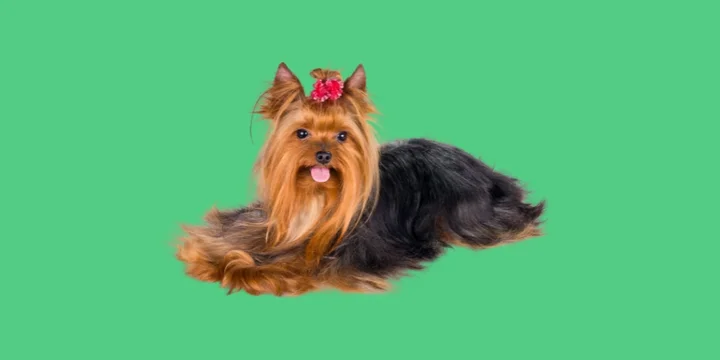 yorkshire-terrier-hondenras-verzorging-gezin-sociaal-leven-fysieke-kenmerken-dieet-informatie