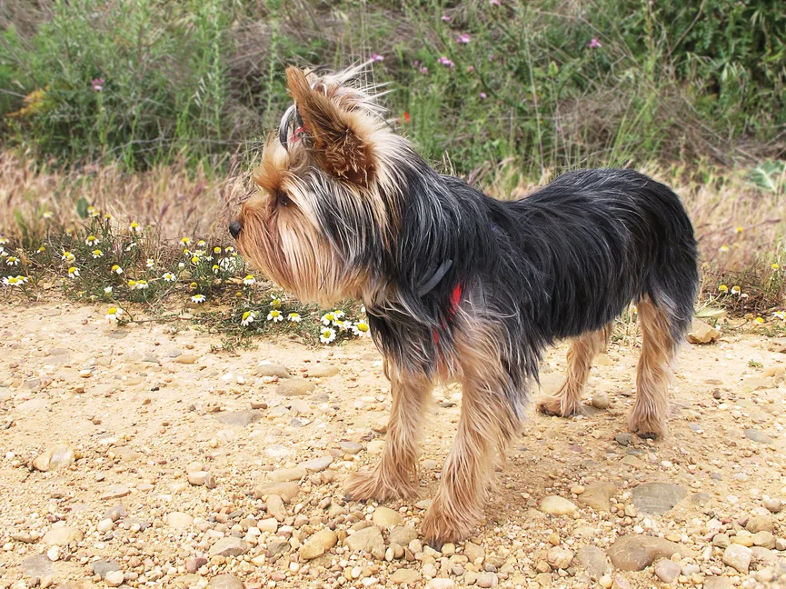 yorkshire-terrier-ras